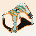 Orange / L