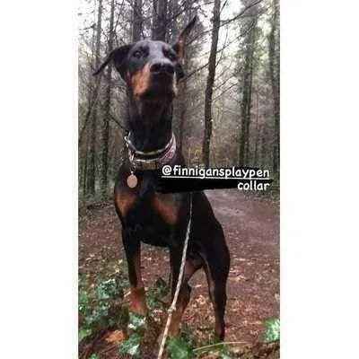 „The Kaya“ Designer-Hundehalsband-Set-1